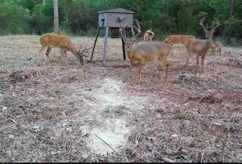 0 , 0 ,0,Lots/land,Ranch/farm,68th,0,131368
