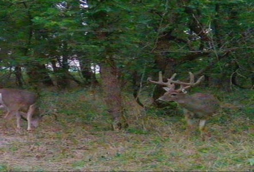 0 , 0 ,0,Lots/land,Ranch/farm,68th,0,131368