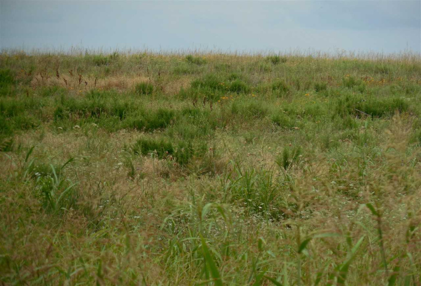 Lots/land,Unplatted,Rose Road,132348