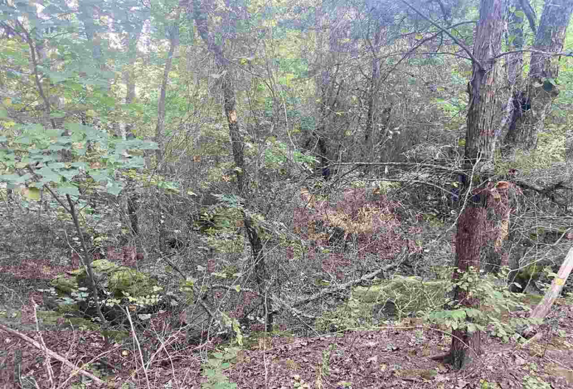 0 , 0 ,0,Lots/land,Ranch/farm,44th,0,132816