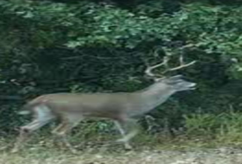 0 , 0 ,0,Lots/land,Platted,6th,0,133182